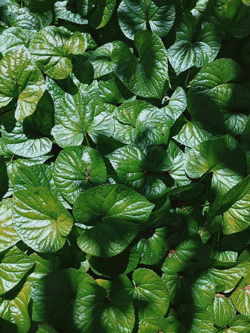 Wild Ginger (Asarum Canadense)