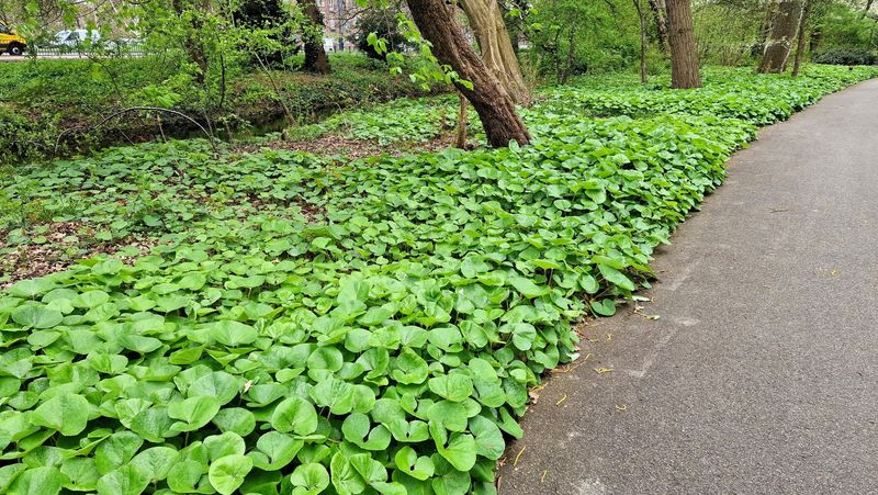 Wild Ginger (Asarum canadense)