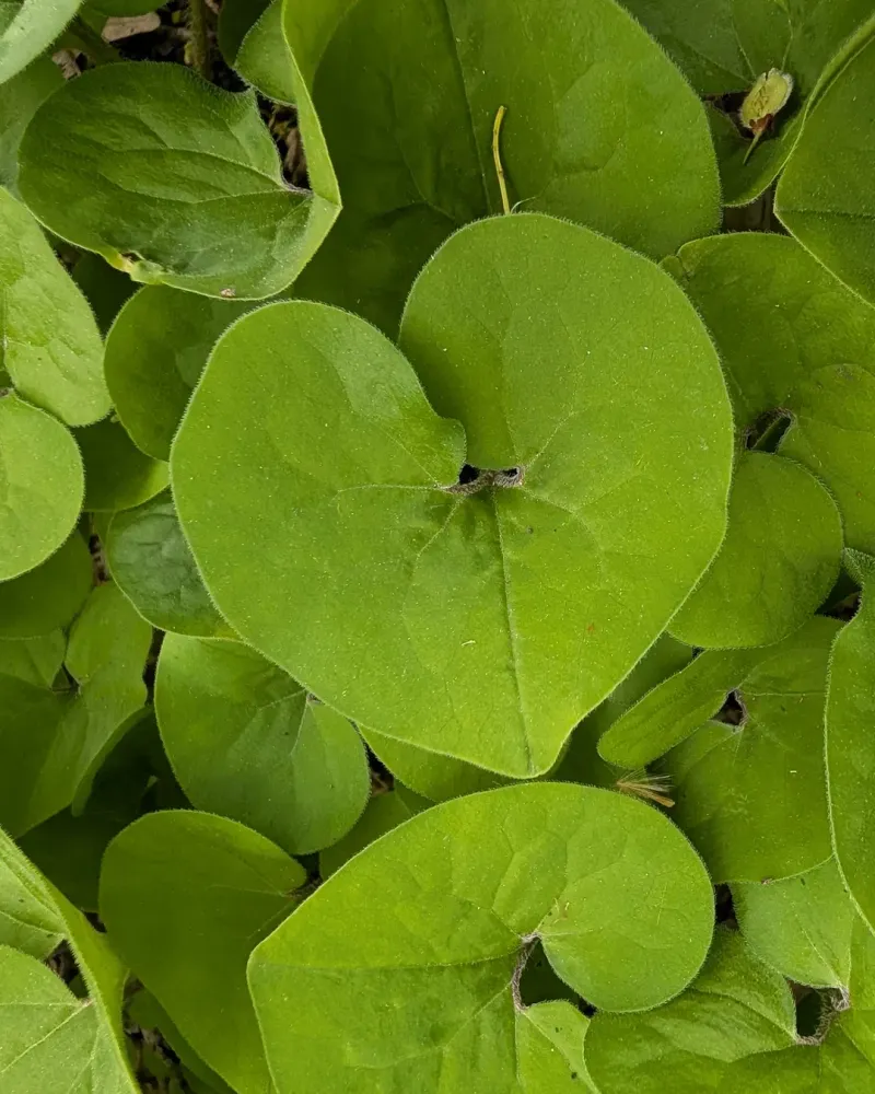 Wild Ginger Covers Shady Ground With Heart-Shaped Leaves