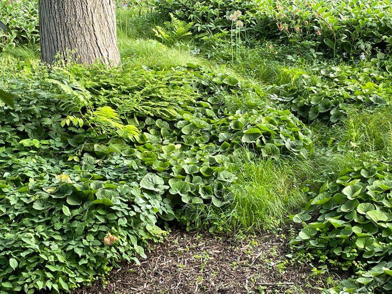 Wild Ginger Forms A Quiet Native Carpet