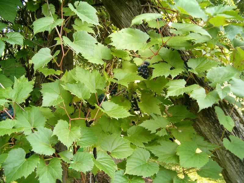 Wild Grape Climbs Fences With Edible Summer Fruit