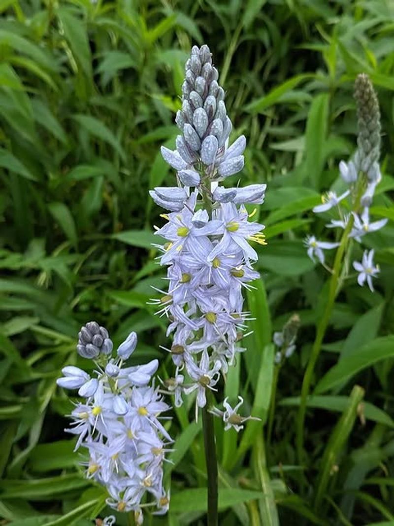 Wild Hyacinth Naturalizes Better When Left Completely Undisturbed
