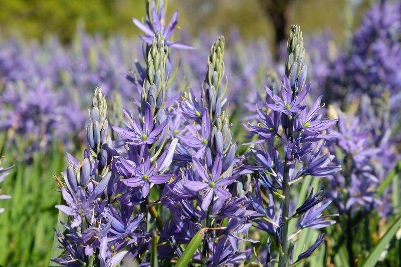 Wild Hyacinth Needs Its Leaves To Recharge The Bulb