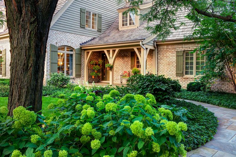 Wild Hydrangea Adds Soft Summer Flowers