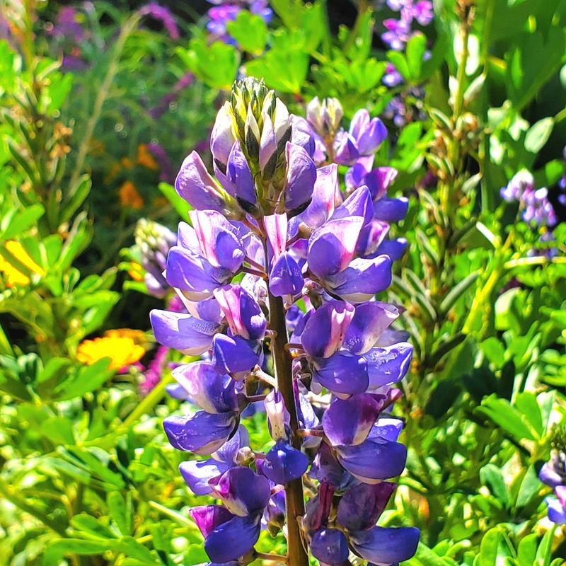 Wild Lupine (Lupinus perennis) Feeds Sandy Soil While It Grows