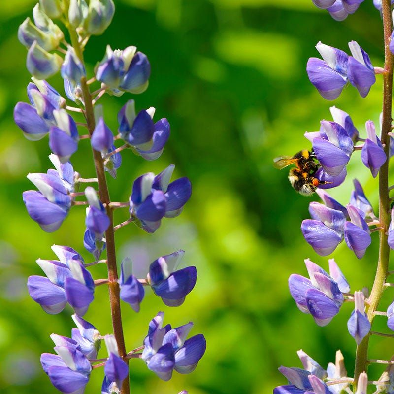 Wild Lupine Offers Crucial Late Spring Bloom