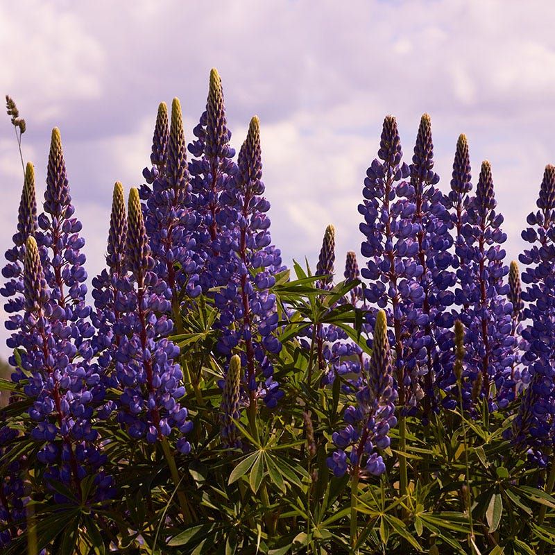Wild Lupine Supports Healthier Soil Naturally Wild Lupine Supports Healthier Soil Naturally