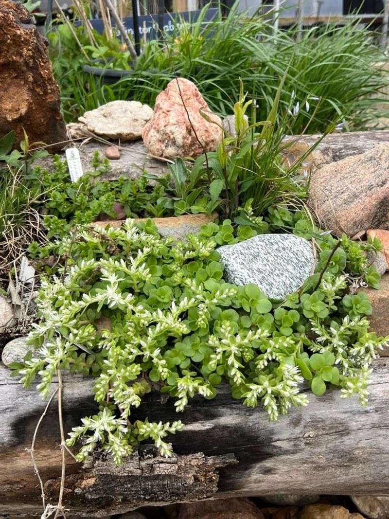 Wild Stonecrop Handles Sunny, Rocky Slopes
