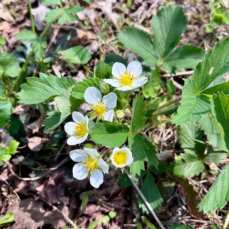 Wild Strawberry