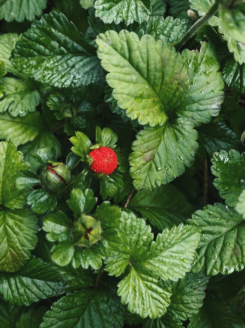 Wild Strawberry