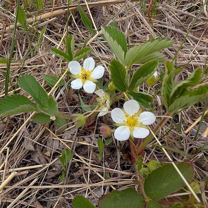 Wild Strawberry