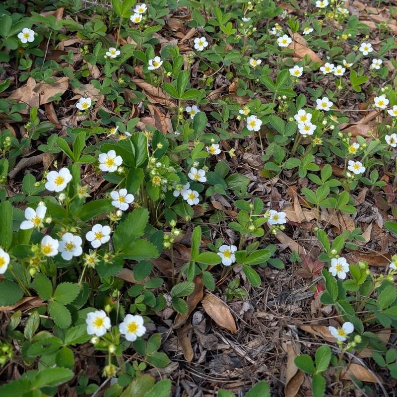 Wild Strawberry 