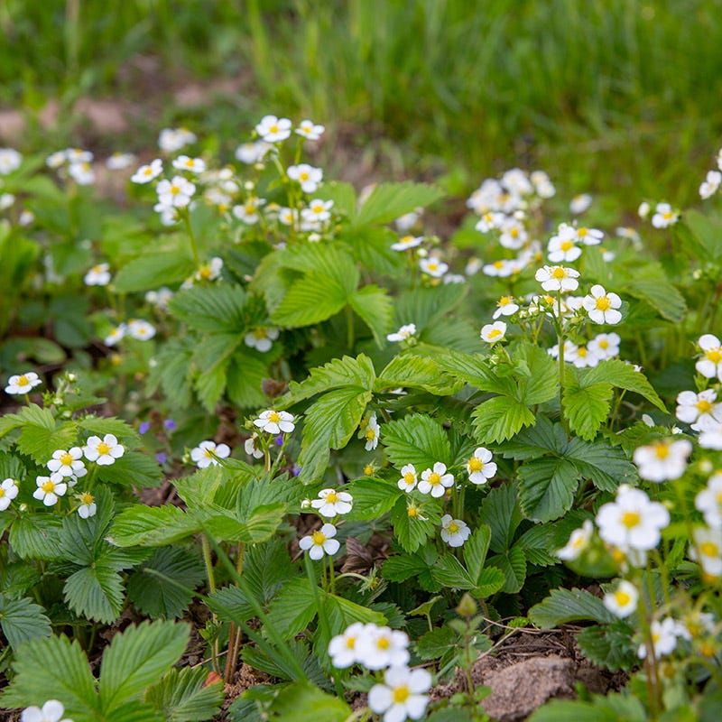 Wild Strawberry Covers Ground With Runners And Flowers Wild Strawberry Covers Ground With Runners And Flowers