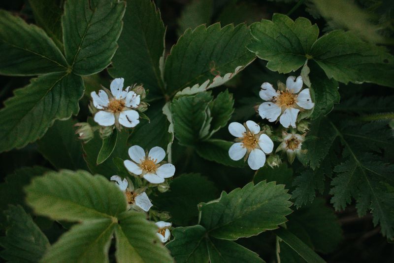 Wild Strawberry 