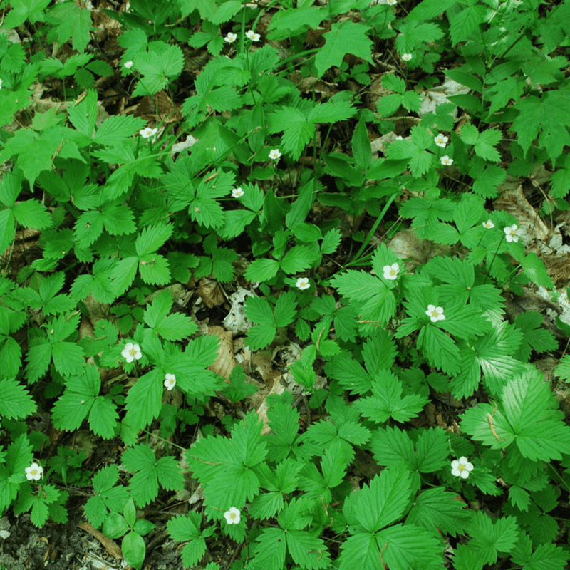 Wild Strawberry Wild Strawberry