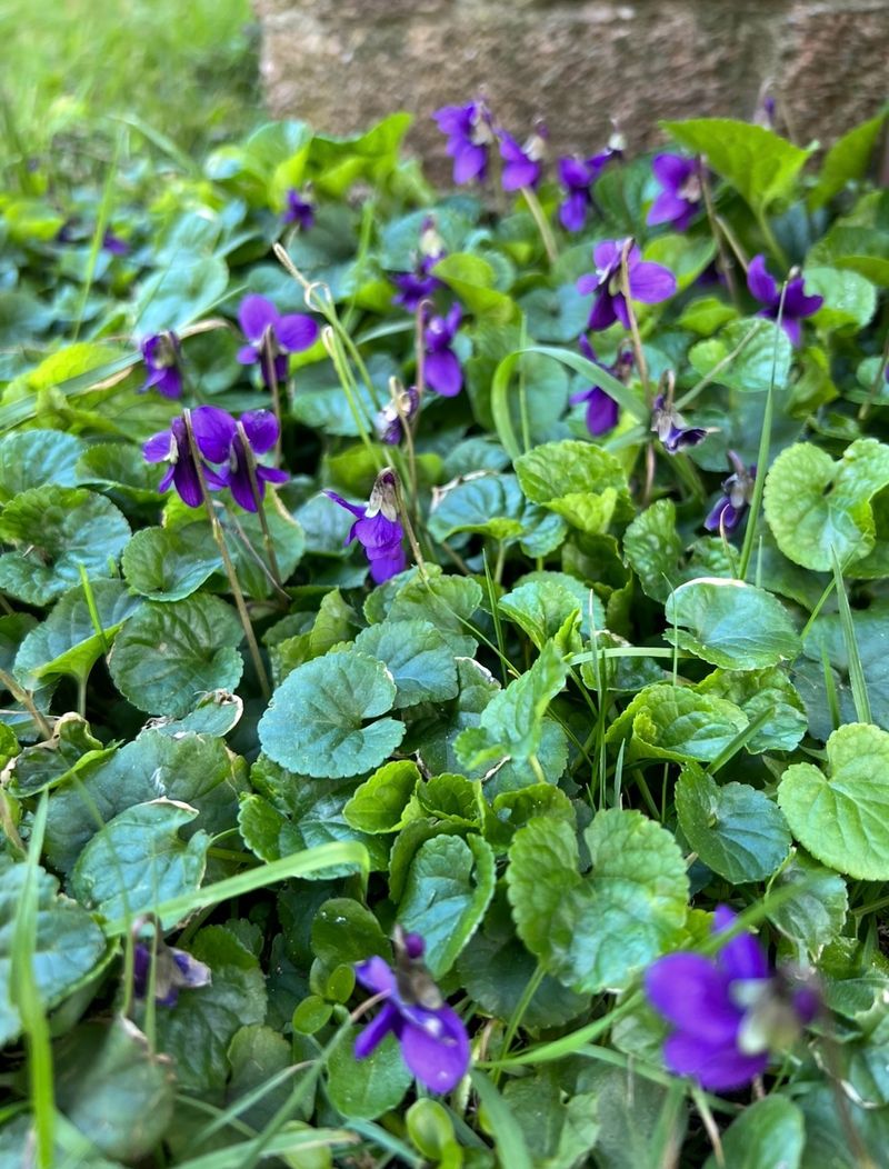 Wild Violet