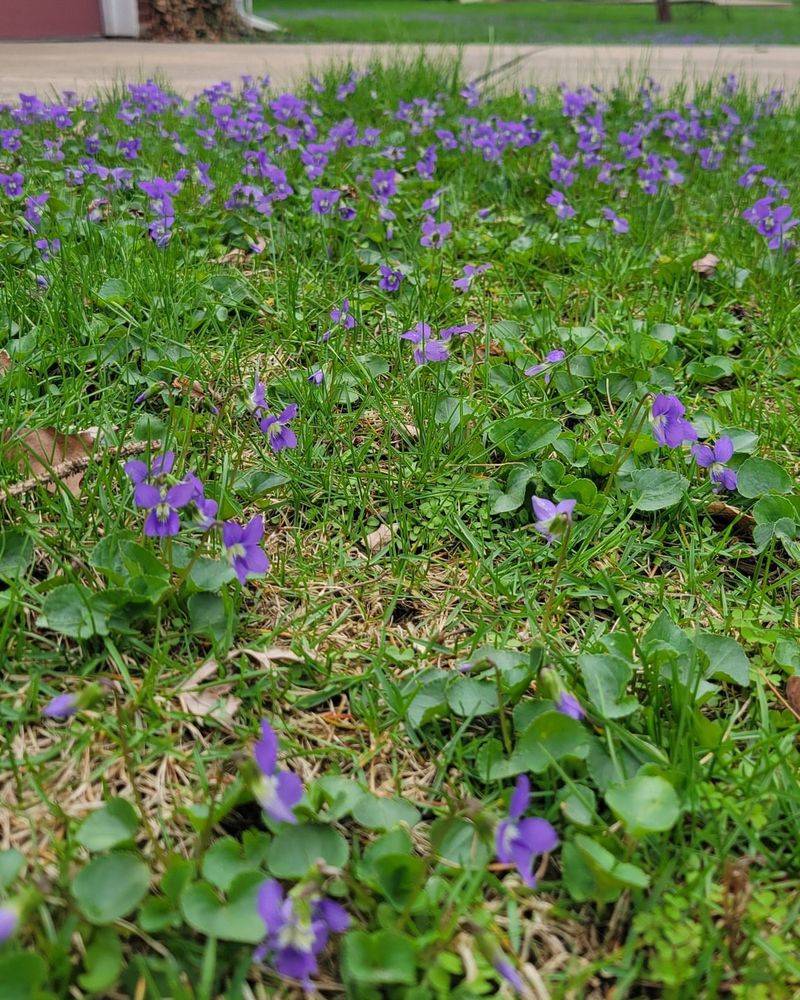 Wild Violet Is Pennsylvania's Native Gem Wild Violet Is Pennsylvania's Native Gem