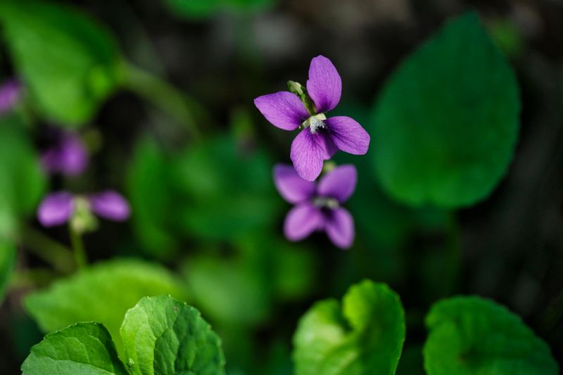 Wild Violet