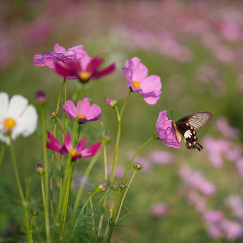 Wildflower Meadows Help Support Pollinators And Wildlife