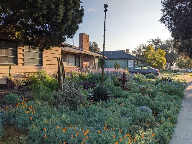 Wildflowers Get A Chance