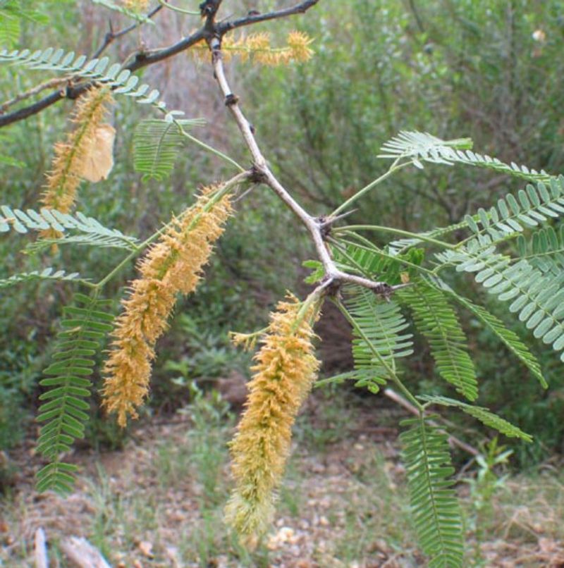 Wildlife Activity Around Mature Canopies Rises Fast