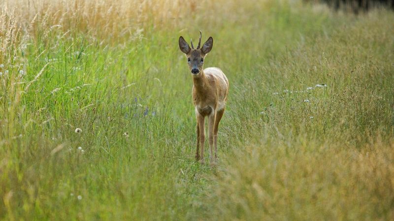 Wildlife And Tall Grass Make A Busy Tick Highway