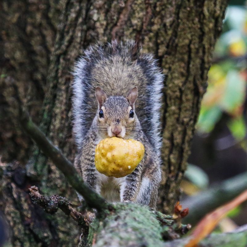 Wildlife Value Does Not Make It A Perfect Yard Tree Wildlife Value Does Not Make It A Perfect Yard Tree