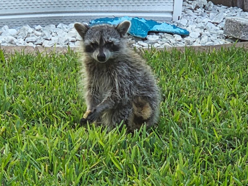 Wildlife Visiting The Yard Wildlife Visiting The Yard