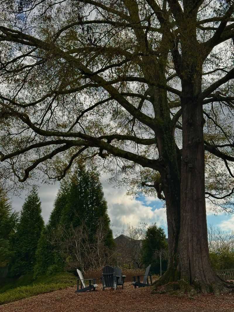 Willow Oak (Quercus phellos)