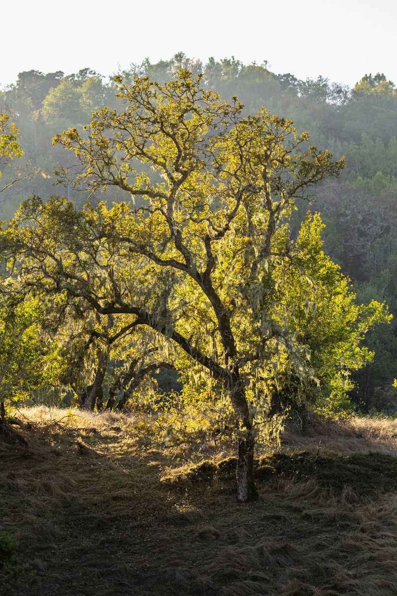 Willow Oak