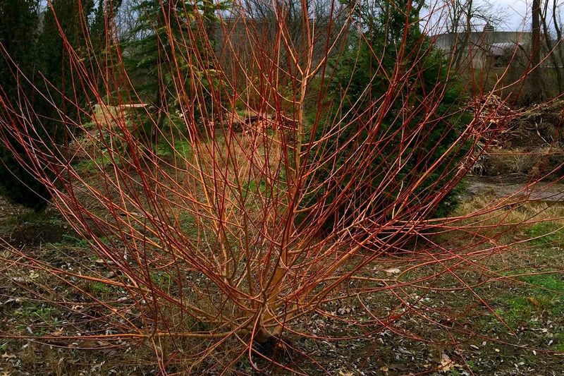Willow Pushes Out Fresh Growth After Coppicing