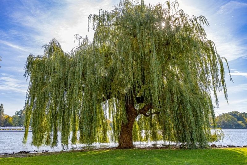 Willow Trees