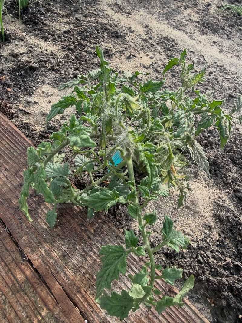 Wilted Foliage Near Feeding Sites