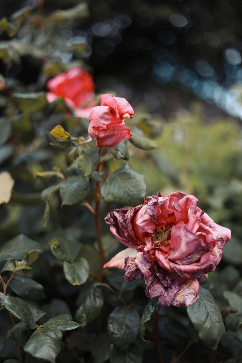 Wilting That Recovers Overnight