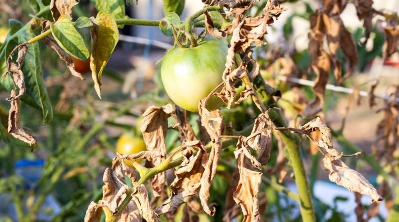 Wind And Sun Can Dry Texas Tomato Beds In A Hurry