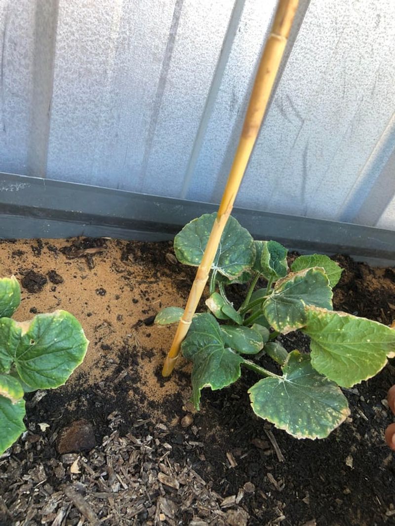Windy Coastal Gardens Can Stress Young Cucumber Plants