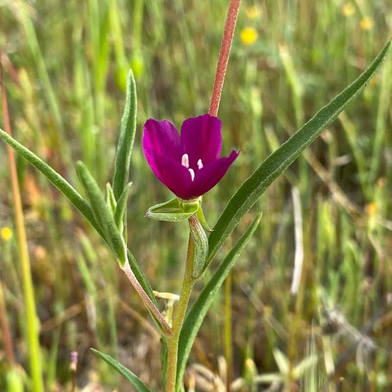 Winecup Clarkia
