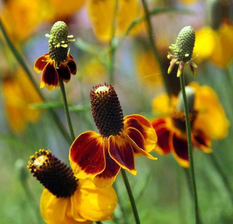 Mexican Hat