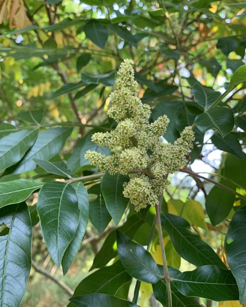 Winged Sumac (Rhus copallinum) Winged Sumac (Rhus copallinum)
