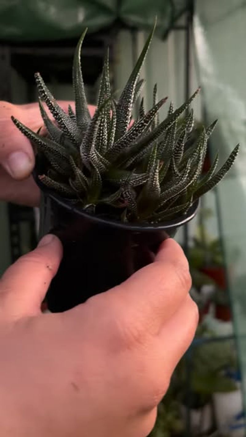 Winter Growth Often Slows Down Indoors