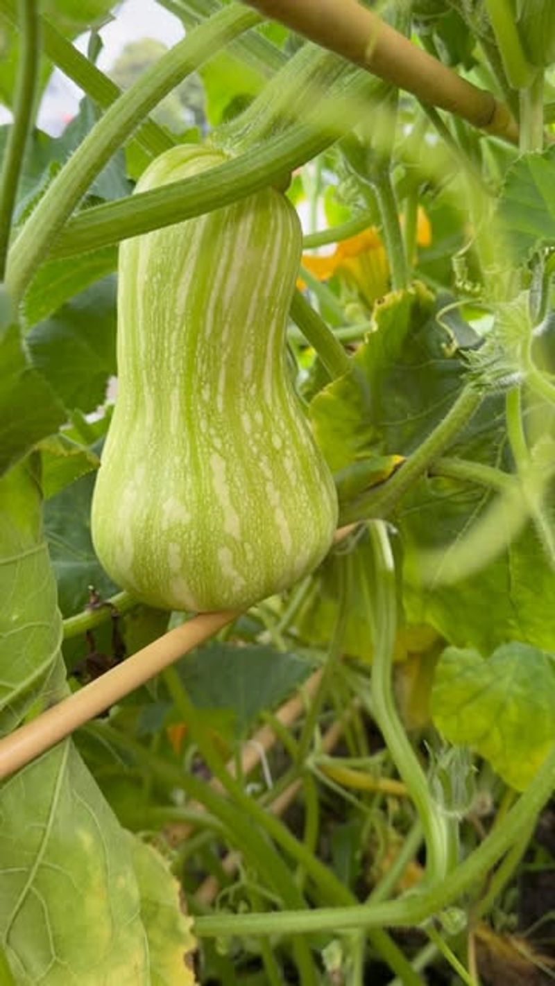 Winter Squash Grows Best When Planted Into Real Summer Warmth