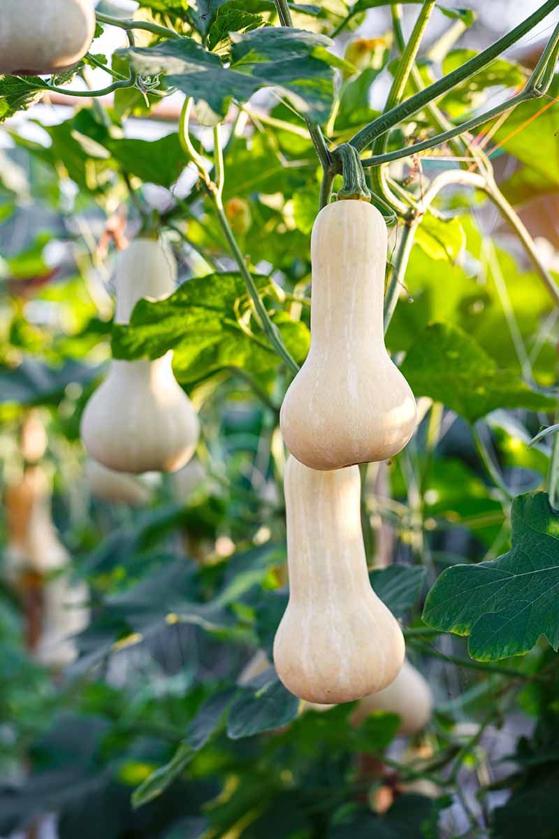 Winter Squash On Vertical Supports (Cucurbita moschata)