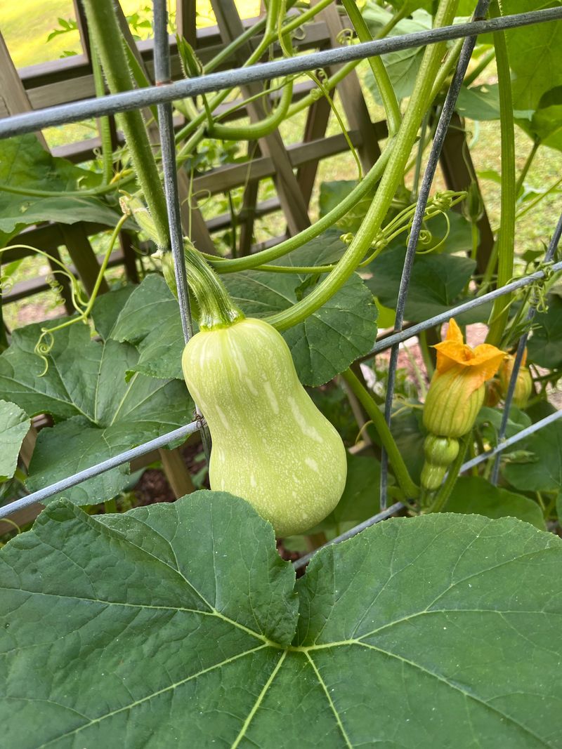 Winter Squash