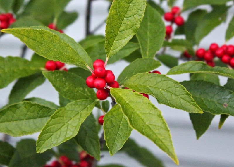 Winterberry Adds Bright Berries In Damp Soil