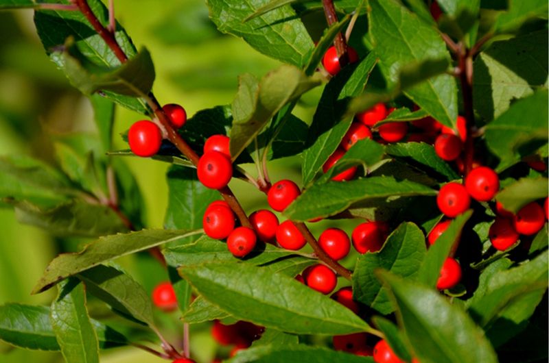 Winterberry Brings Bright Berries To Wet Areas Winterberry Brings Bright Berries To Wet Areas