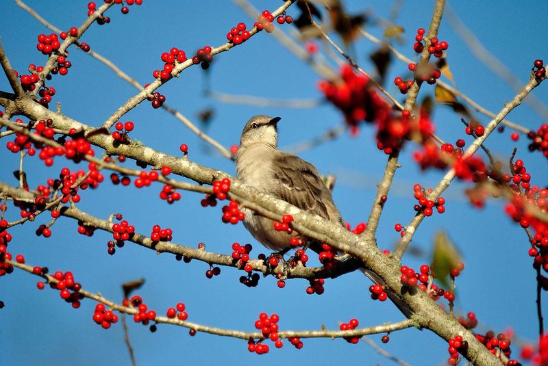 Winterberry Holly Winterberry Holly