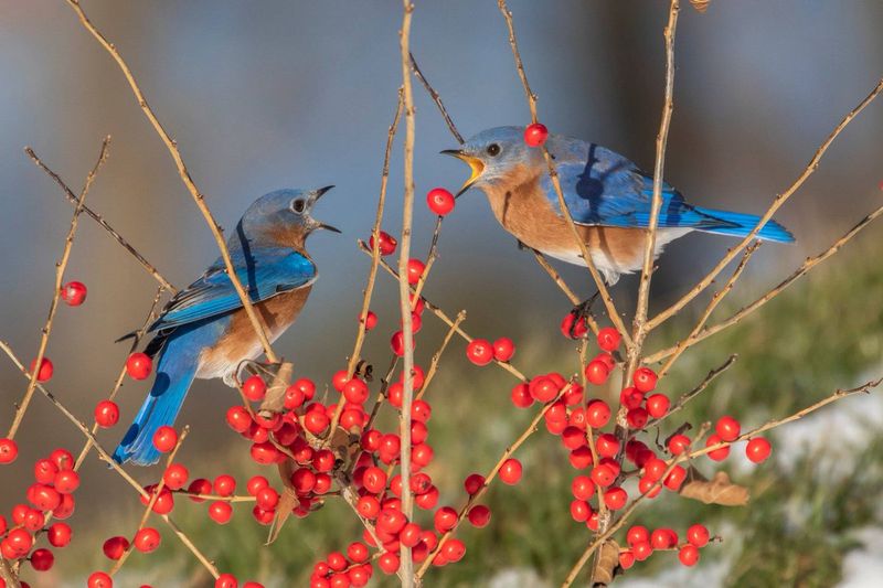 Winterberry (Ilex Verticillata)