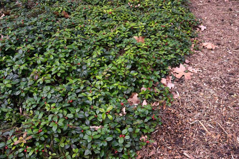 Wintergreen Wintergreen