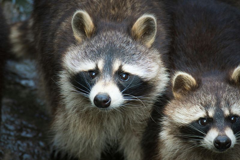 Wisconsin Backyards Give Raccoons Everything They Need