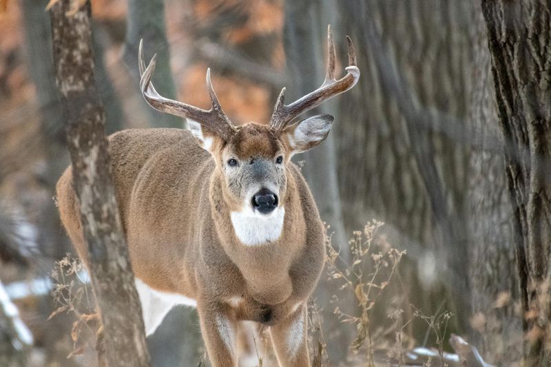 Wisconsin's Deer Population Keeps Growing Wisconsin's Deer Population Keeps Growing